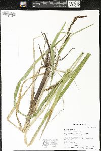 Carex lacustris image