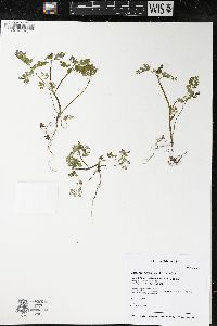 Chaerophyllum procumbens image