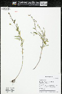 Oenothera perennis image