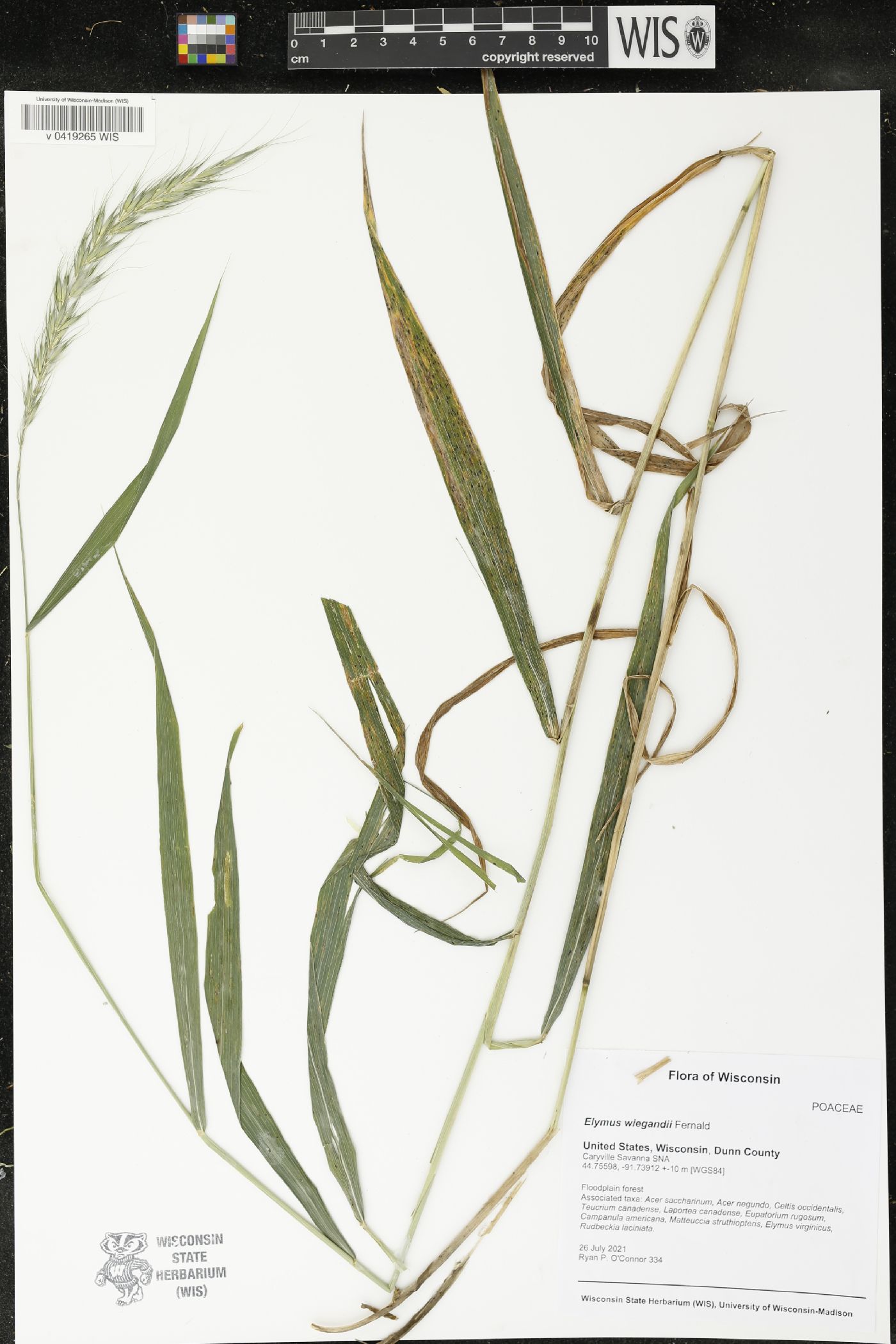 Elymus wiegandii image