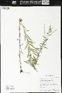 Epilobium strictum image