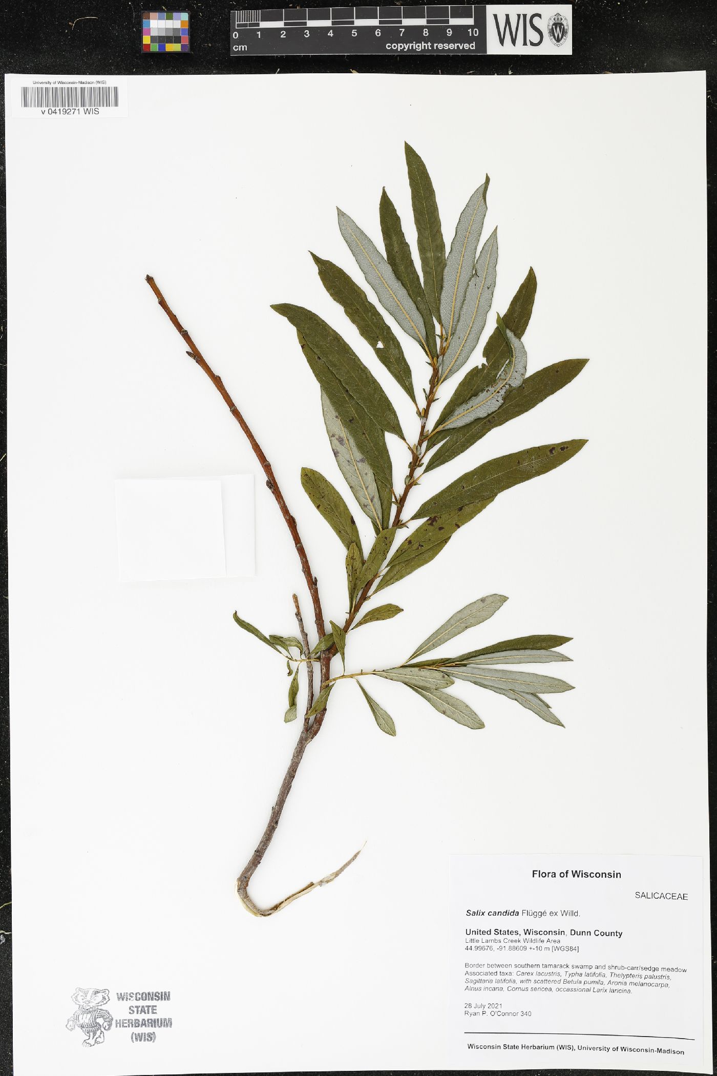 Salix candida image