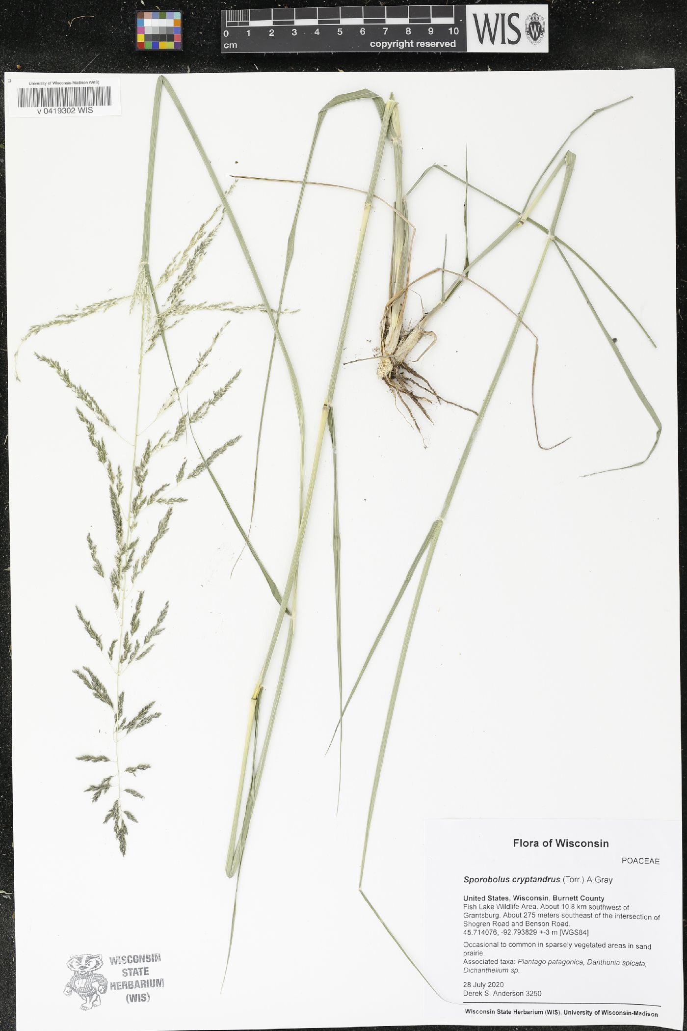 Sporobolus cryptandrus image