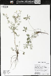 Potentilla argentea image