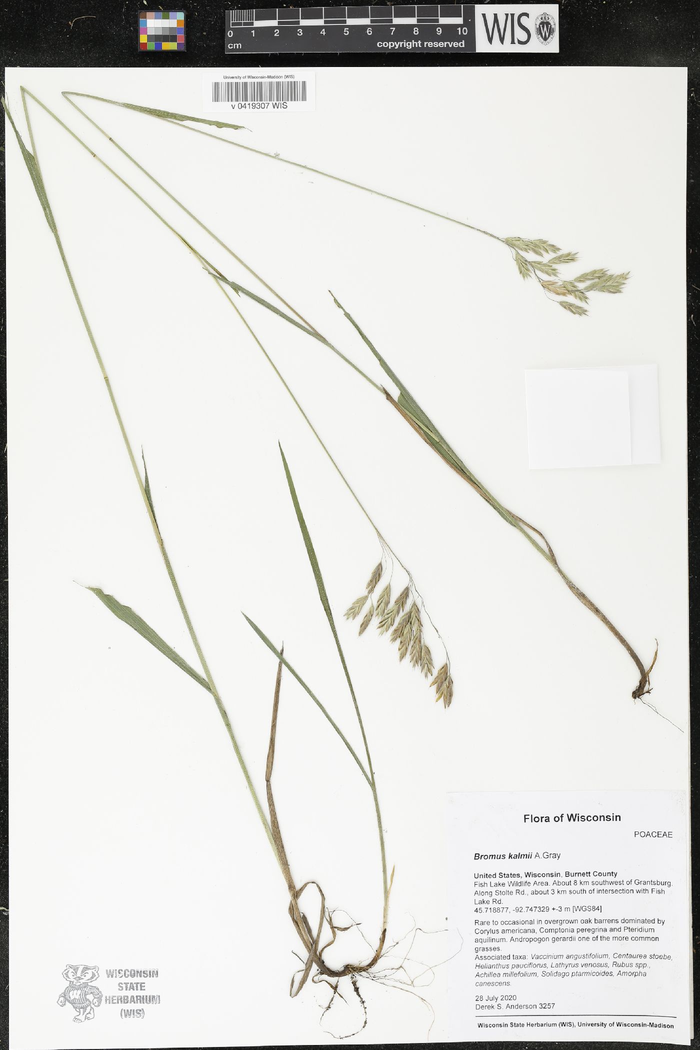 Bromus kalmii image