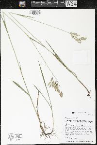 Bromus kalmii image