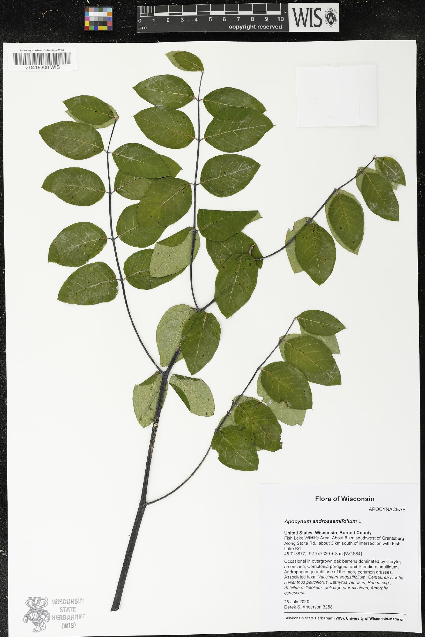 Apocynum androsaemifolium image