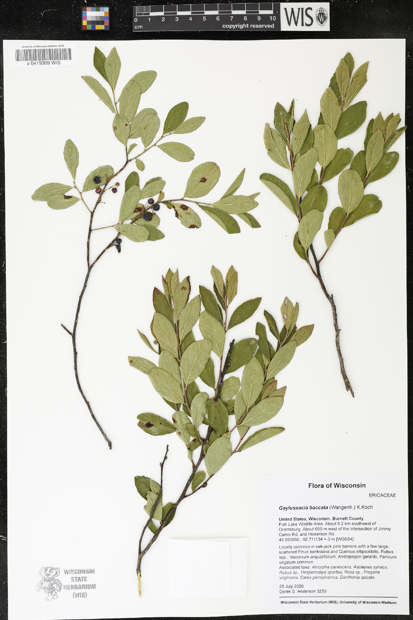 Gaylussacia baccata image