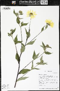 Helianthus giganteus image