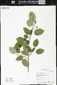 Amelanchier laevis image