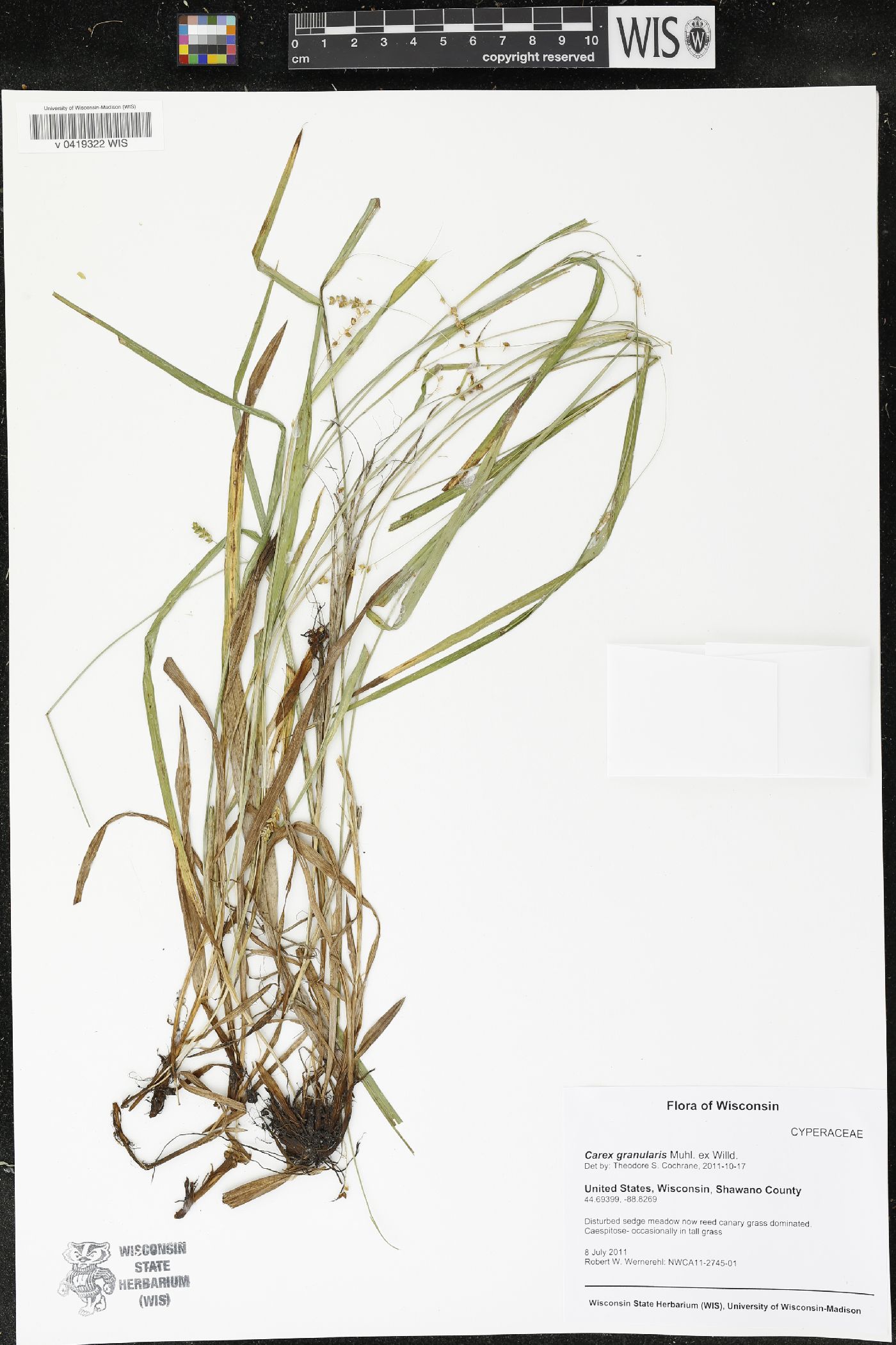 Carex granularis image