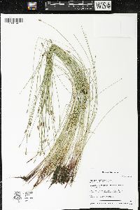 Eleocharis erythropoda image