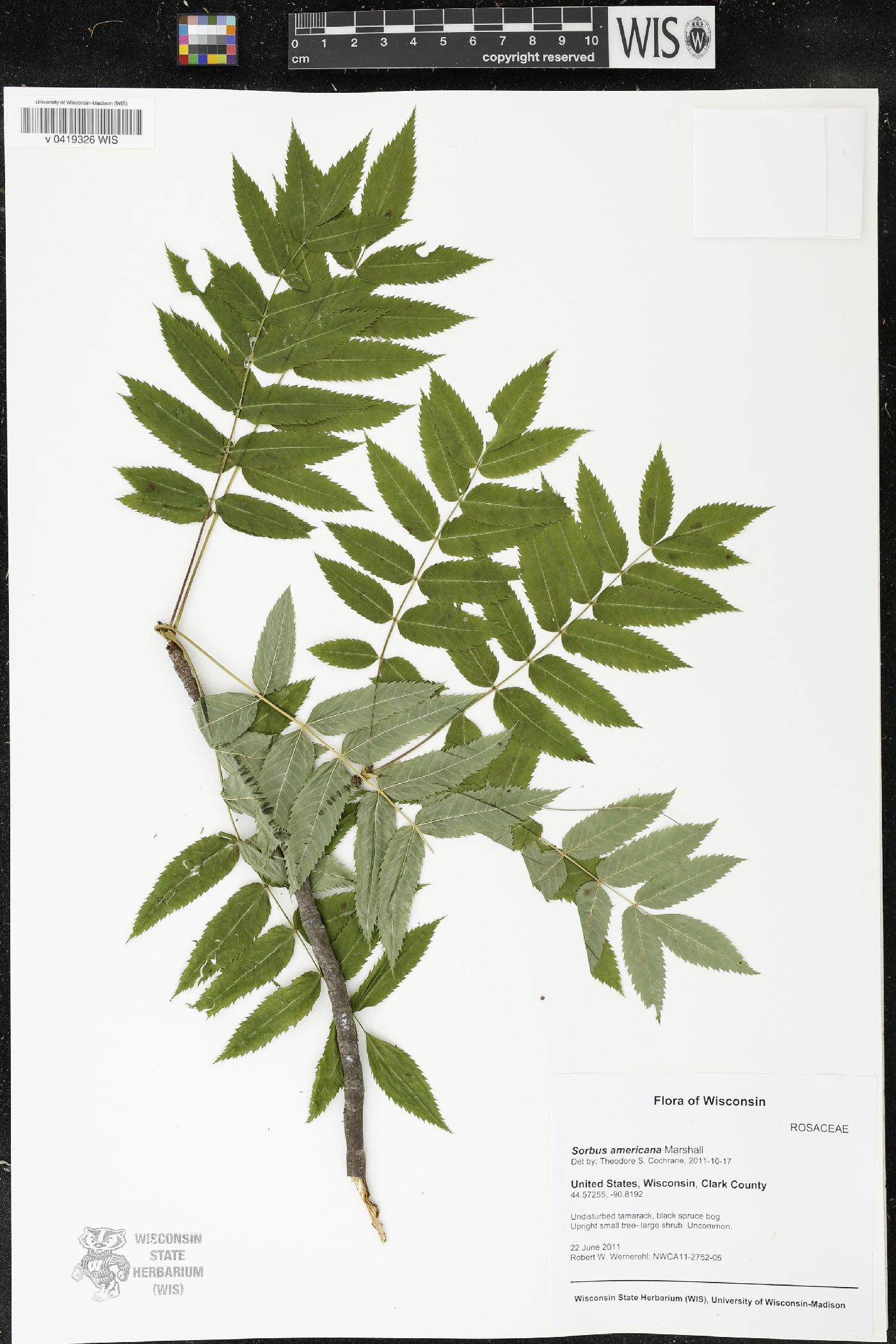 Online Virtual Flora of Wisconsin Taxon Profile
