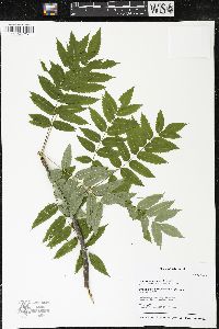 Sorbus americana image