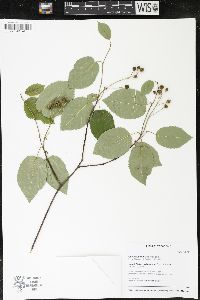 Amelanchier interior image