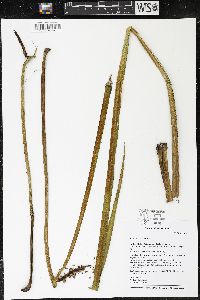 Acorus calamus image