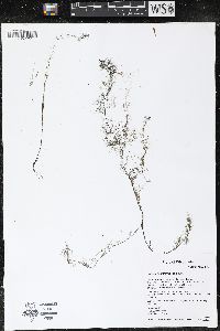 Utricularia geminiscapa image