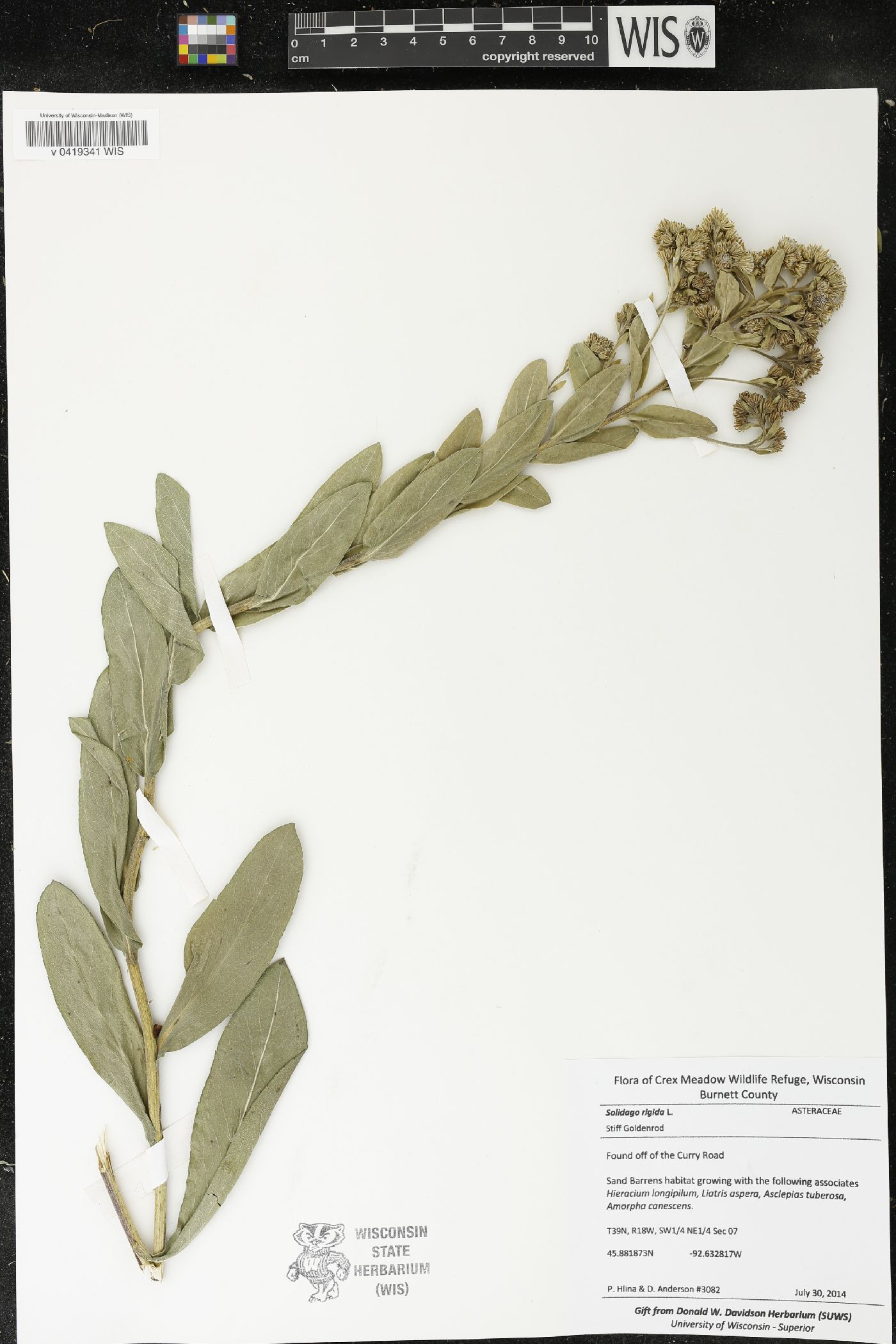 Solidago rigida image