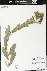 Solidago rigida image