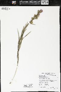 Liatris cylindracea image