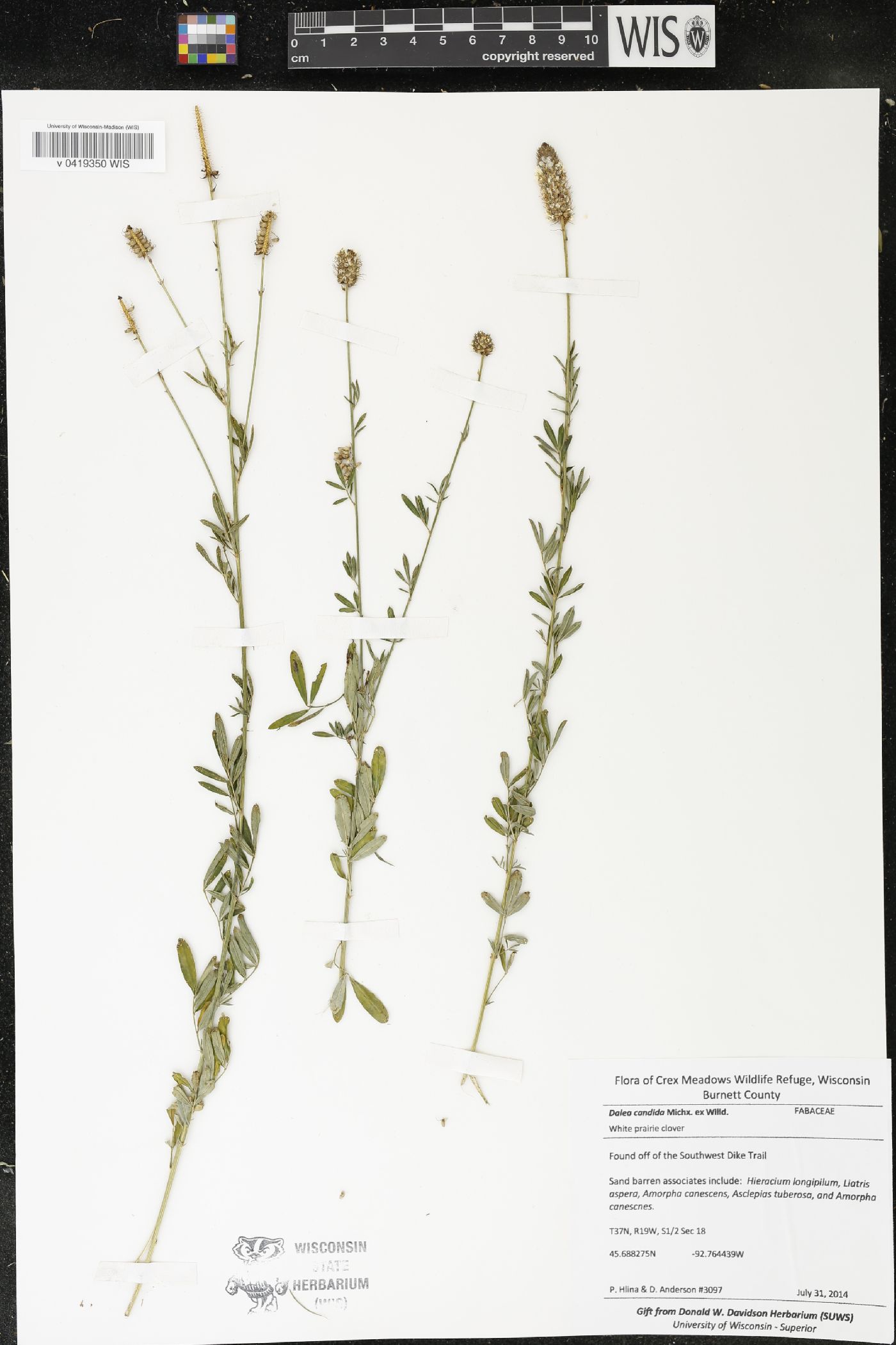 Dalea candida image