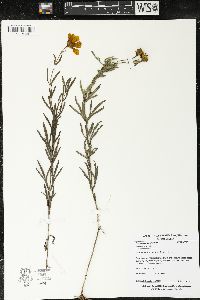 Coreopsis palmata image