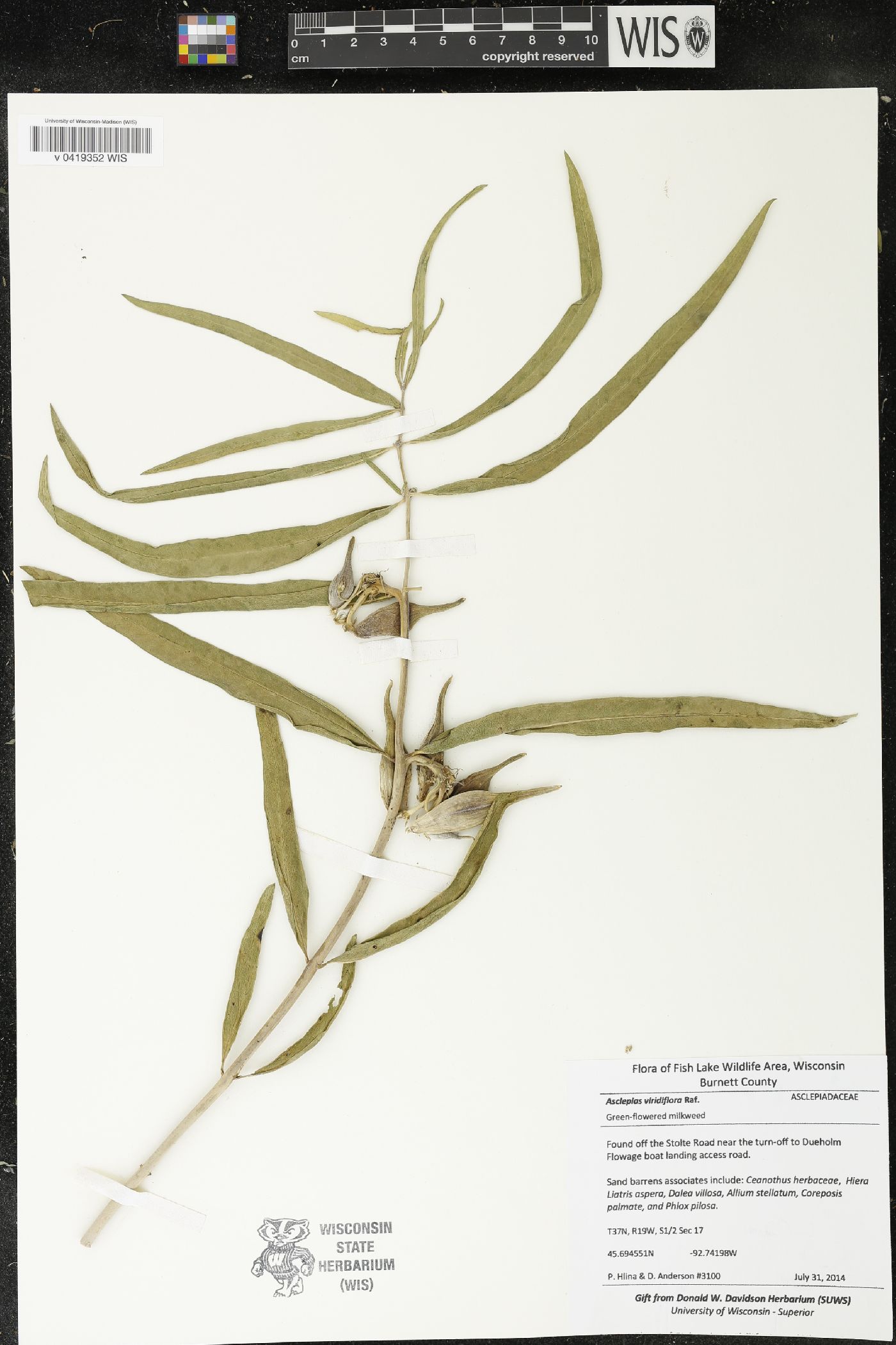 Asclepias viridiflora image