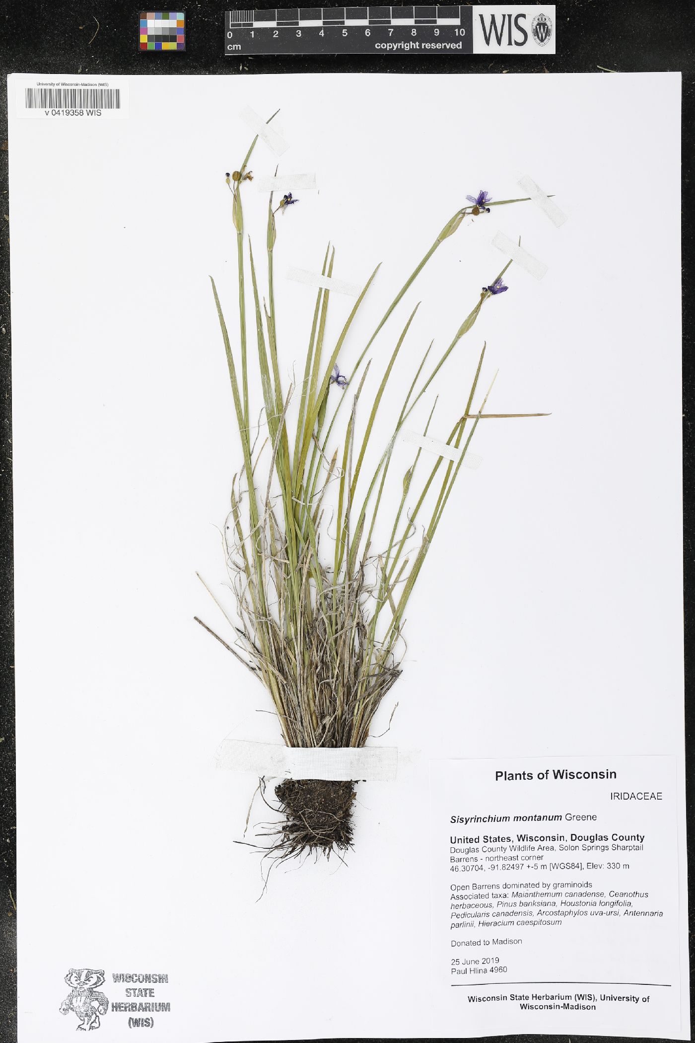Sisyrinchium montanum image