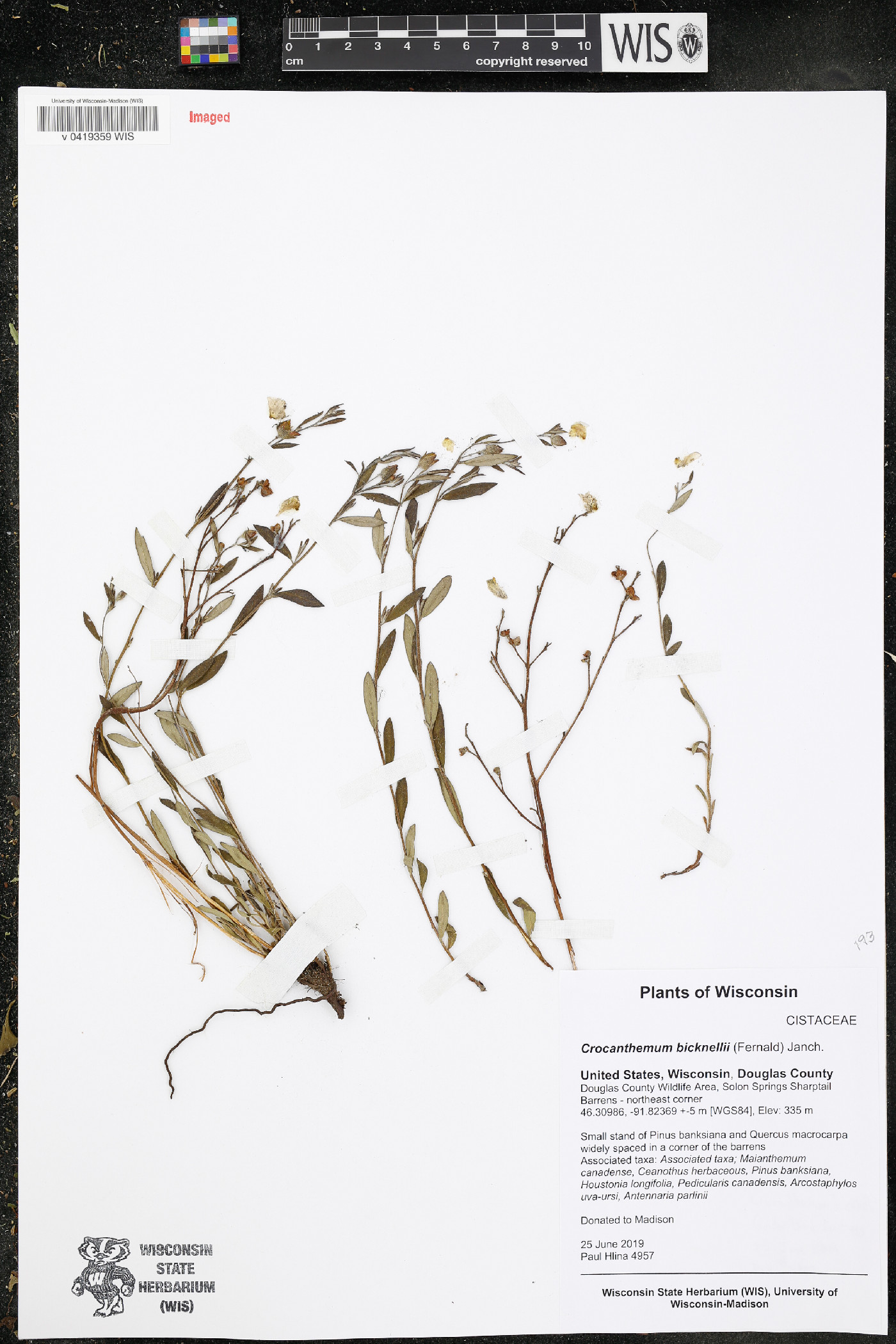 Crocanthemum bicknellii image