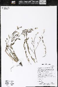 Crocanthemum bicknellii image