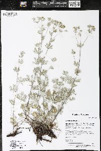 Potentilla argentea image