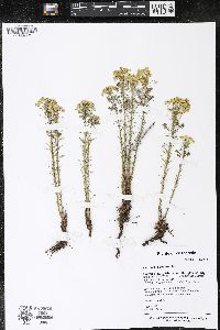 Euphorbia cyparissias image