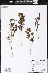 Vaccinium angustifolium image