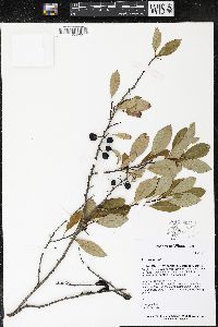 Prunus pumila image
