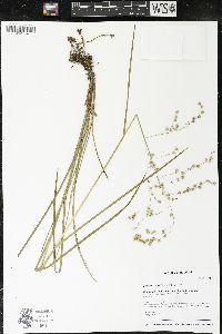 Glyceria canadensis image