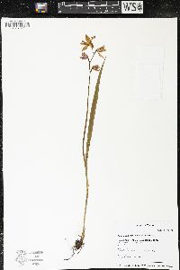 Calopogon tuberosus image