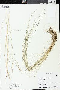 Festuca rubra image