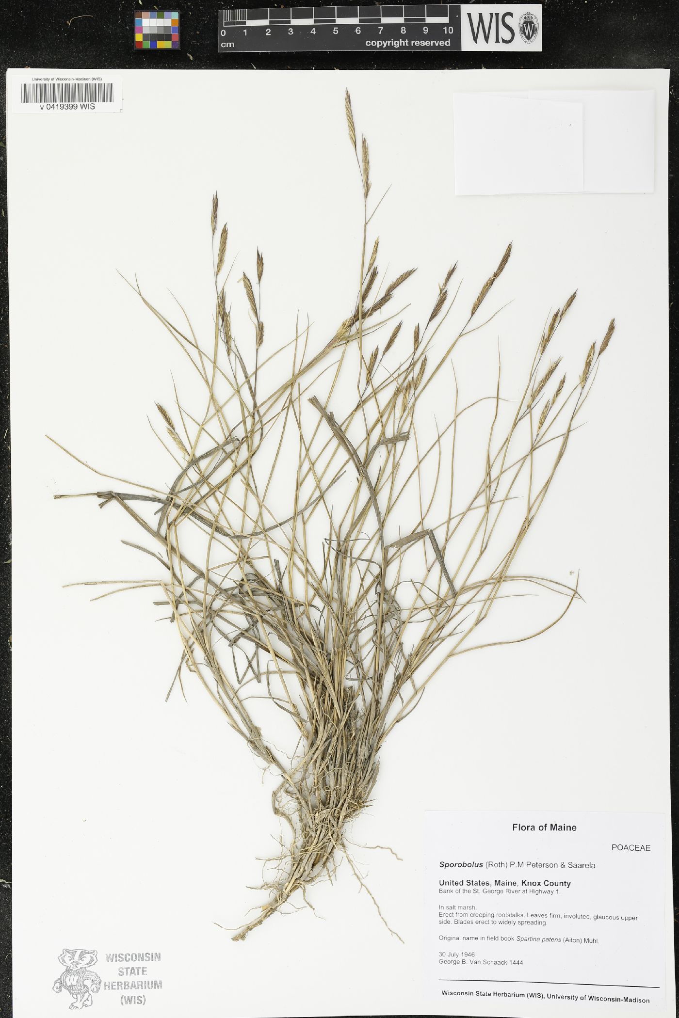 Sporobolus pumilus image