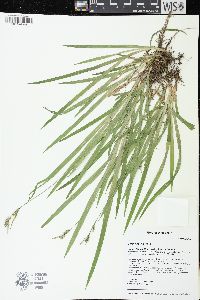 Carex hirtifolia image