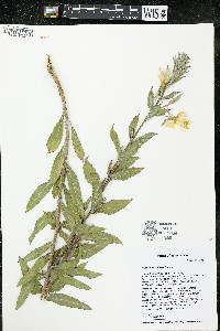 Oenothera villosa image