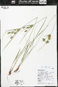 Cyperus schweinitzii image