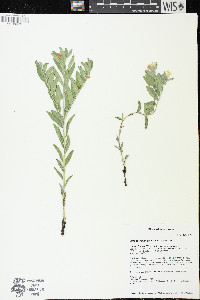 Lithospermum canescens image