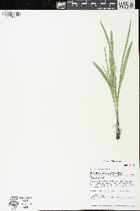 Liatris cylindracea image