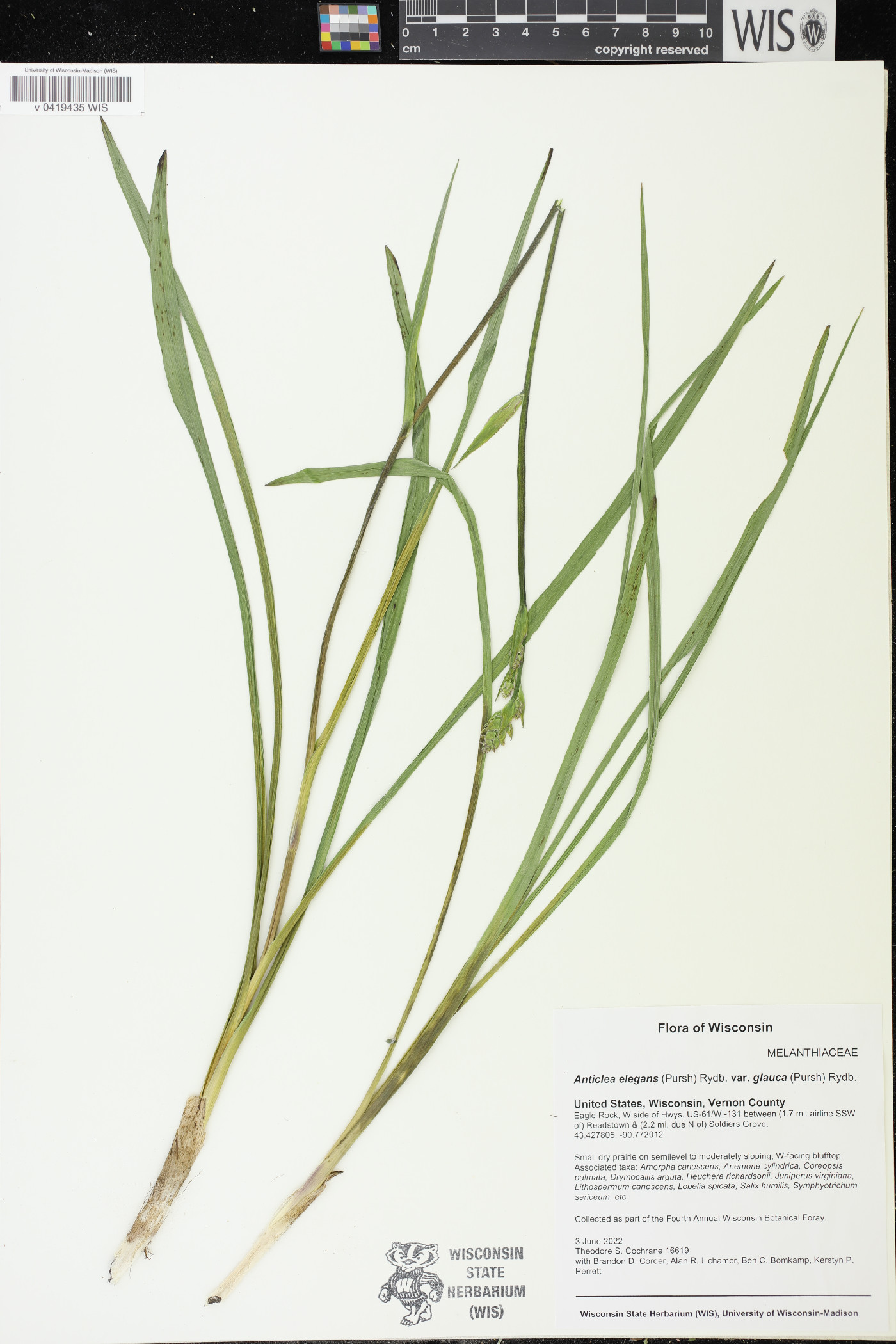 Anticlea elegans subsp. glauca image