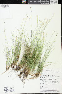 Carex eburnea image