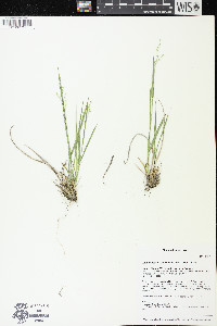 Dichanthelium linearifolium image