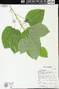 Smilax ecirrhata image