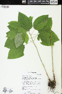 Smilax ecirrhata image