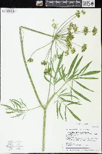 Lomatium brevifolium image