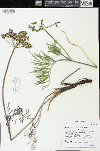 Lomatium brevifolium image